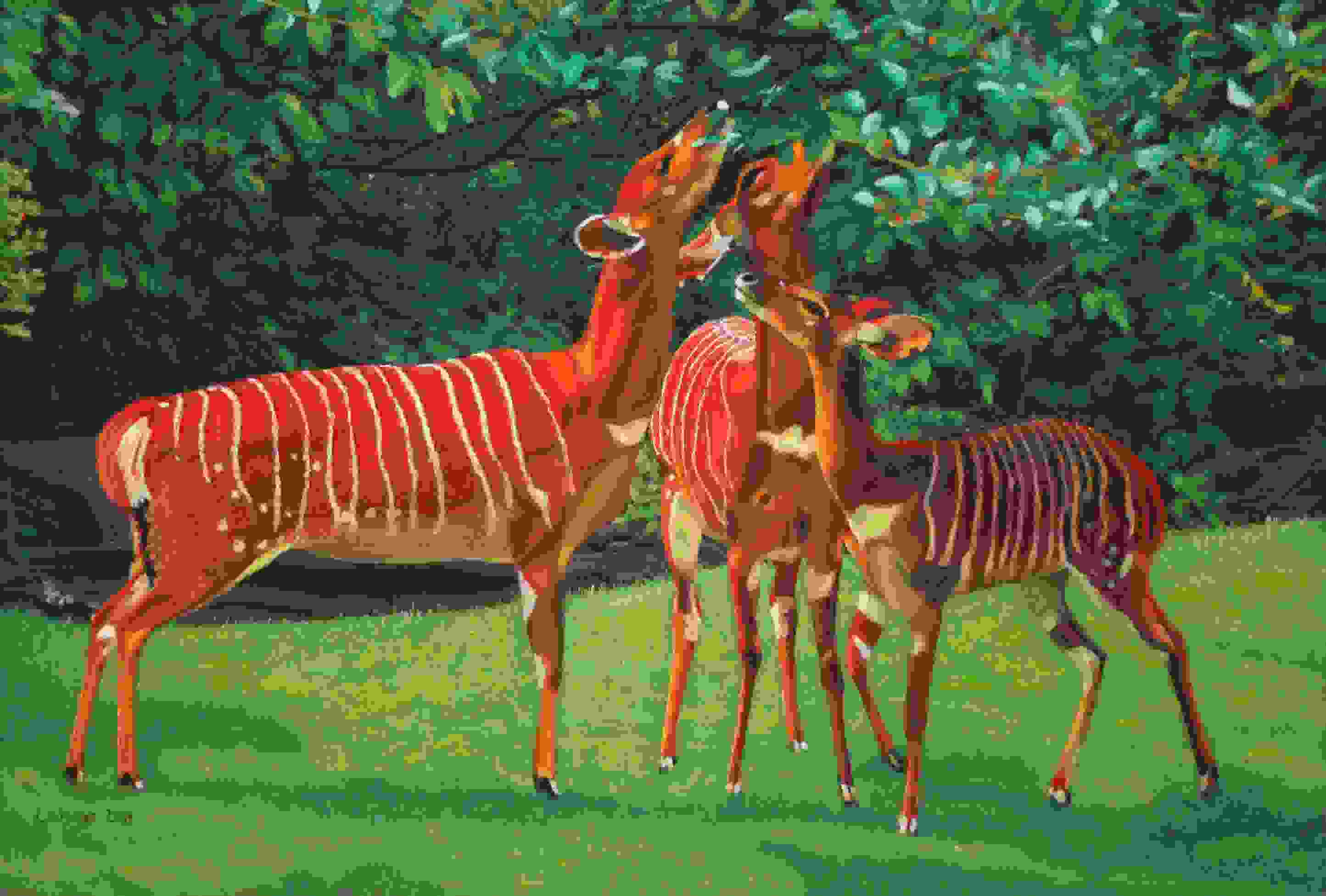 Nyala